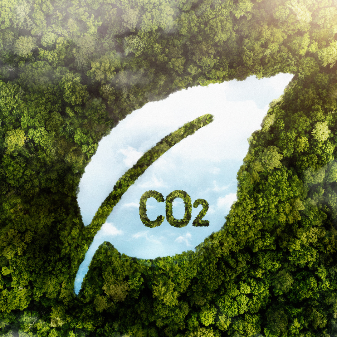 🌱 Sustentabilidade no transporte: como o Siga Verde calcula e compensa CO₂